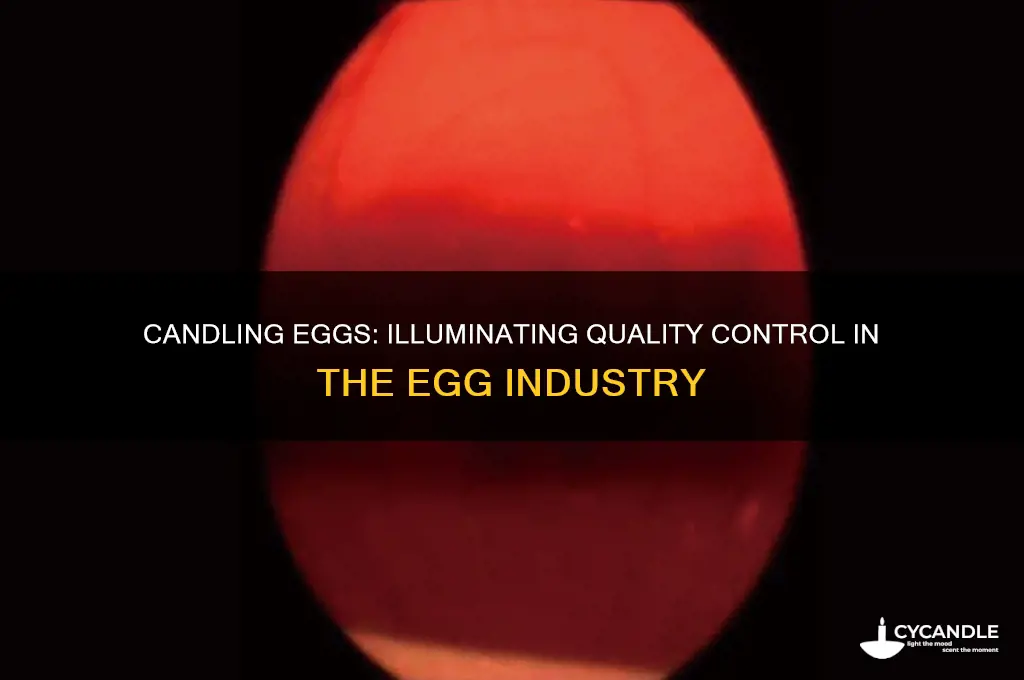 how is candling used in the egg industry