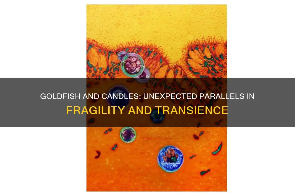 how is goldfish similar to burning candle