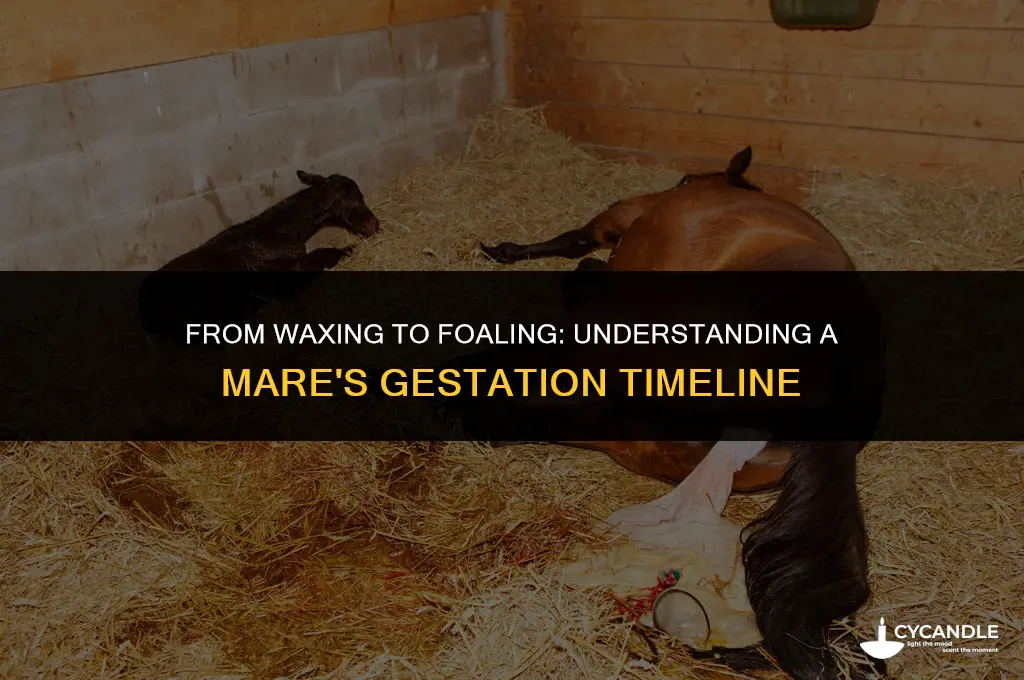 how long after a mare start waxing will she foal
