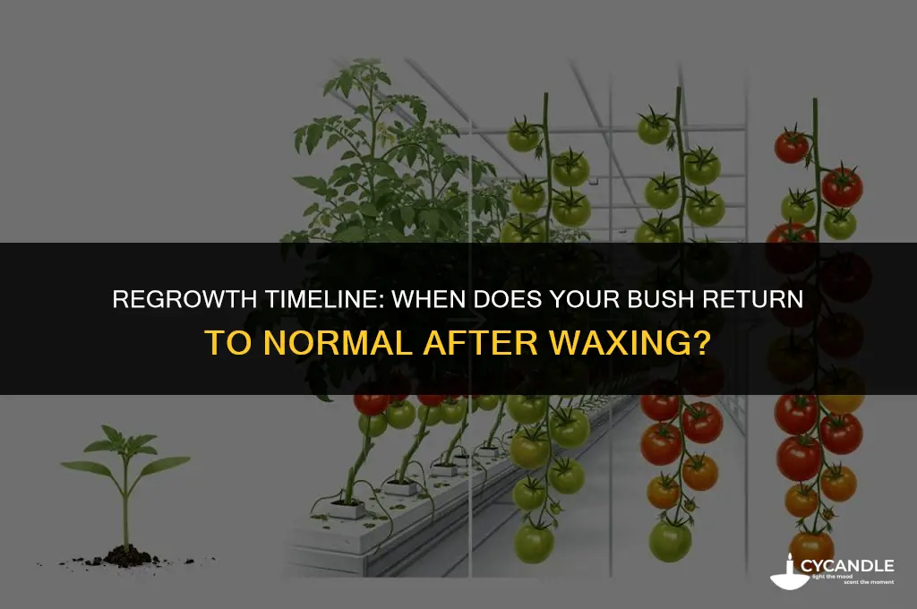 how long after wax does bush go to normal