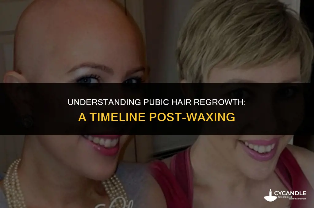 how long after waxing does pubic hair grow back
