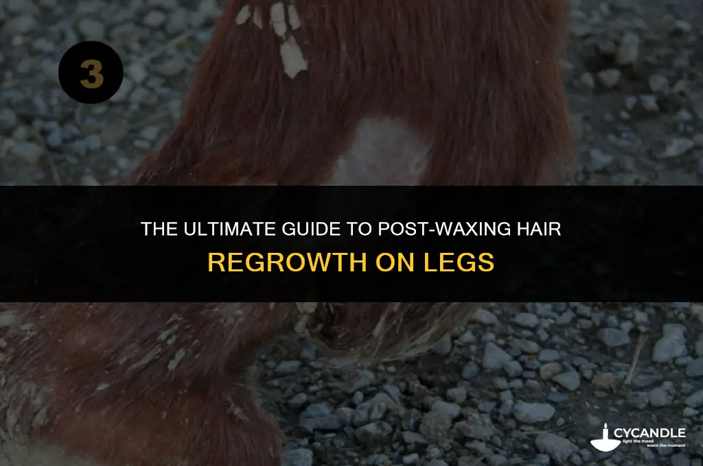 how long after waxing legs does hair grow back