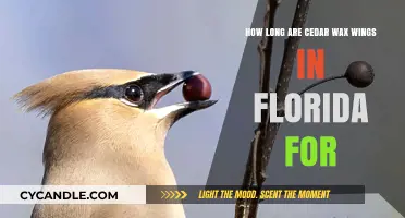 Florida's Cedar Waxwings: A Seasonal Guide to Their Stay