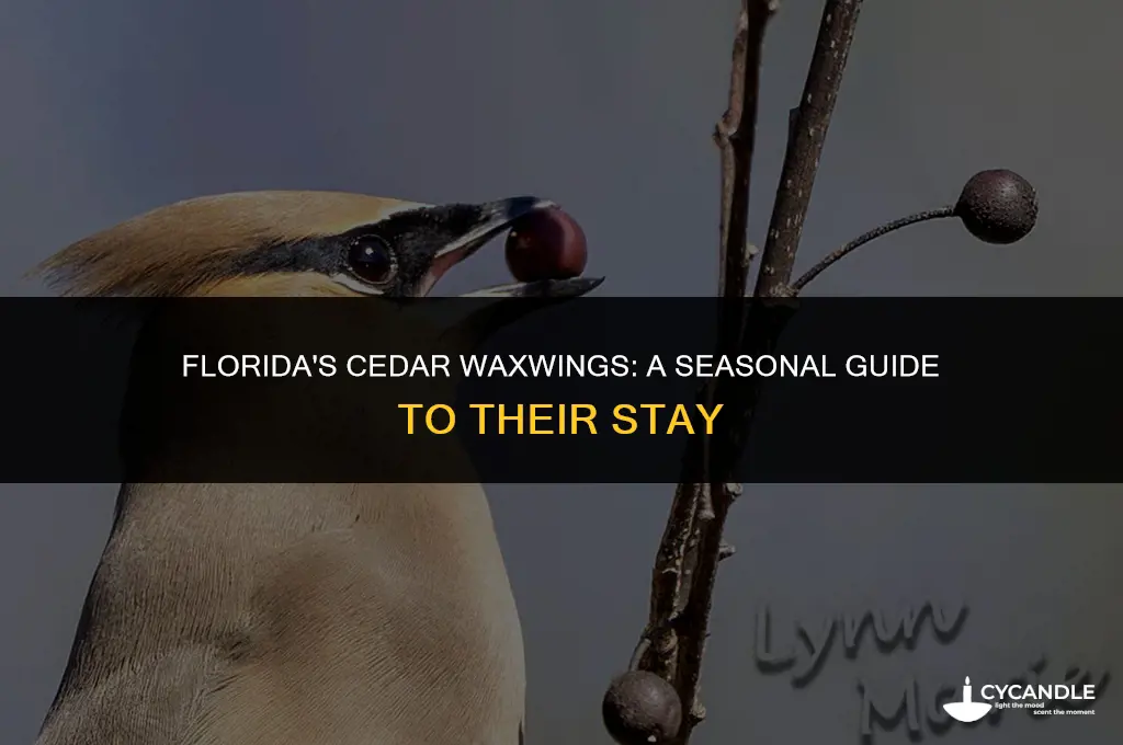 how long are cedar wax wings in florida for
