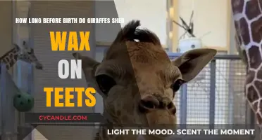 Giraffe Calving Preparation: When Do They Shed Teat Wax?