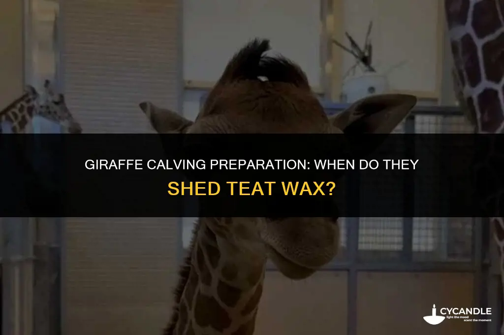 how long before birth do giraffes shed wax on teets