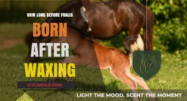 From Waxing to Foaling: Understanding the Equine Gestation Timeline