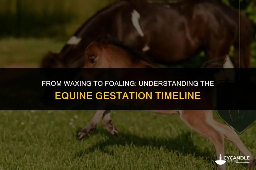 how long before foalis born after waxing