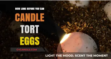Candling Tortoise Eggs: Timing and Techniques for Successful Hatching