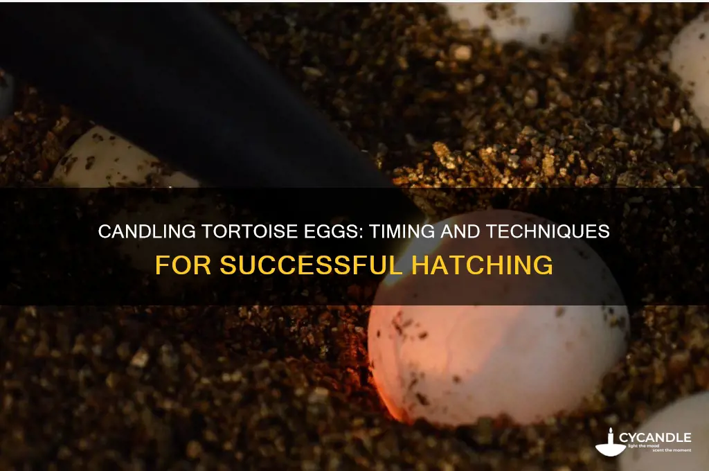 how long before you can candle tort eggs