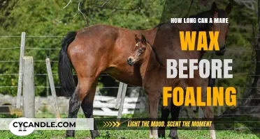 Understanding Mare Waxing Duration Before Foaling: Essential Insights for Breeders