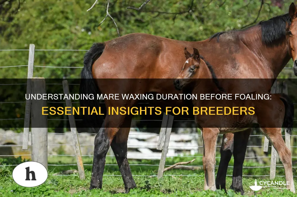 how long can a mare wax before foaling