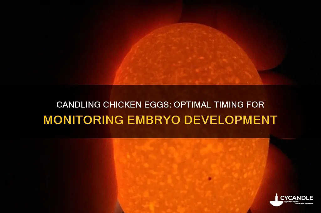 how long can i candle my chicken eggs