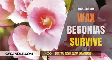 Wax Begonias Lifespan: Survival Tips and Care Guide
