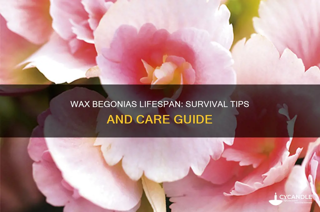 how long can wax begonias survive