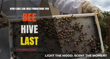Durability of Wax Foundations in Bee Hives: Lifespan and Maintenance Tips
