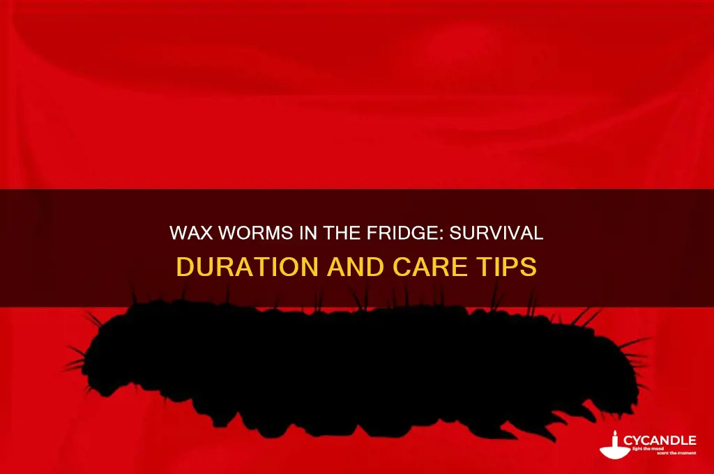 how long can wax worms live in the fridge