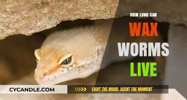 Wax Worm Lifespan: Uncovering Their Survival Duration and Factors