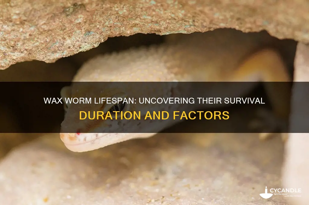 how long can wax worms live