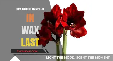Amaryllis in Wax: A Timeless Beauty or Fleeting Trend?