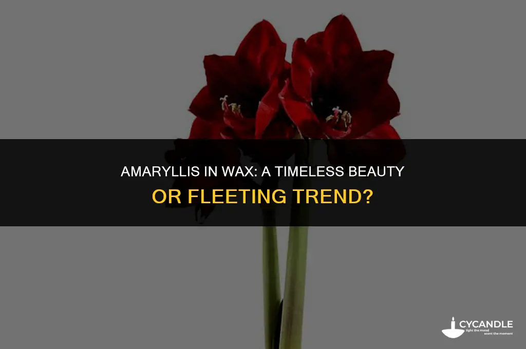 how long do amaryllis in wax last