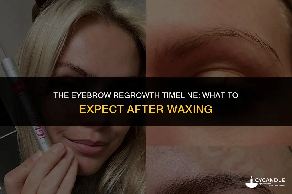 how long do eyebrows grow back after waxing