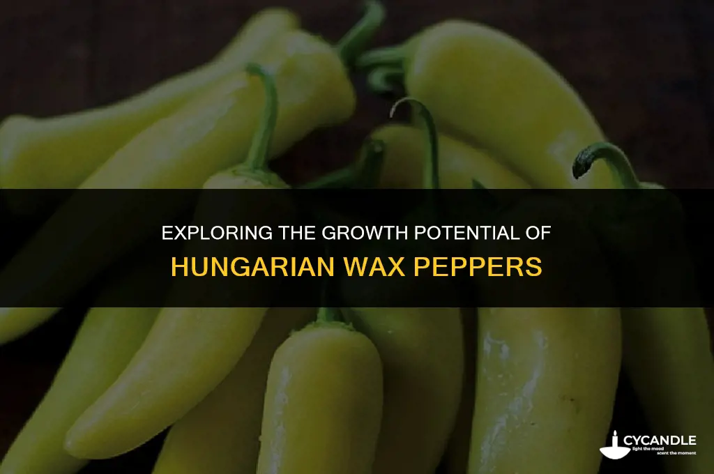 how long do hungarian wax peppers get