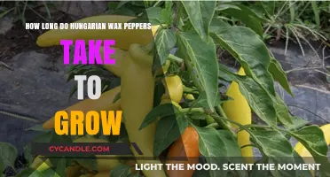 From Seed to Harvest: The Growth Journey of Hungarian Wax Peppers