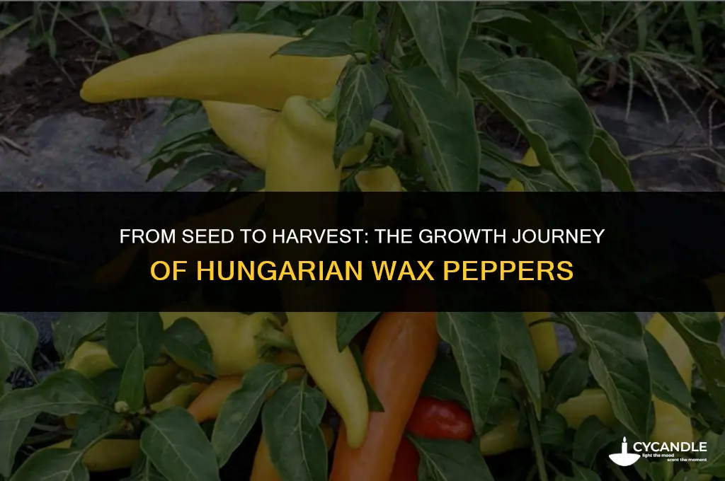 how long do hungarian wax peppers take to grow