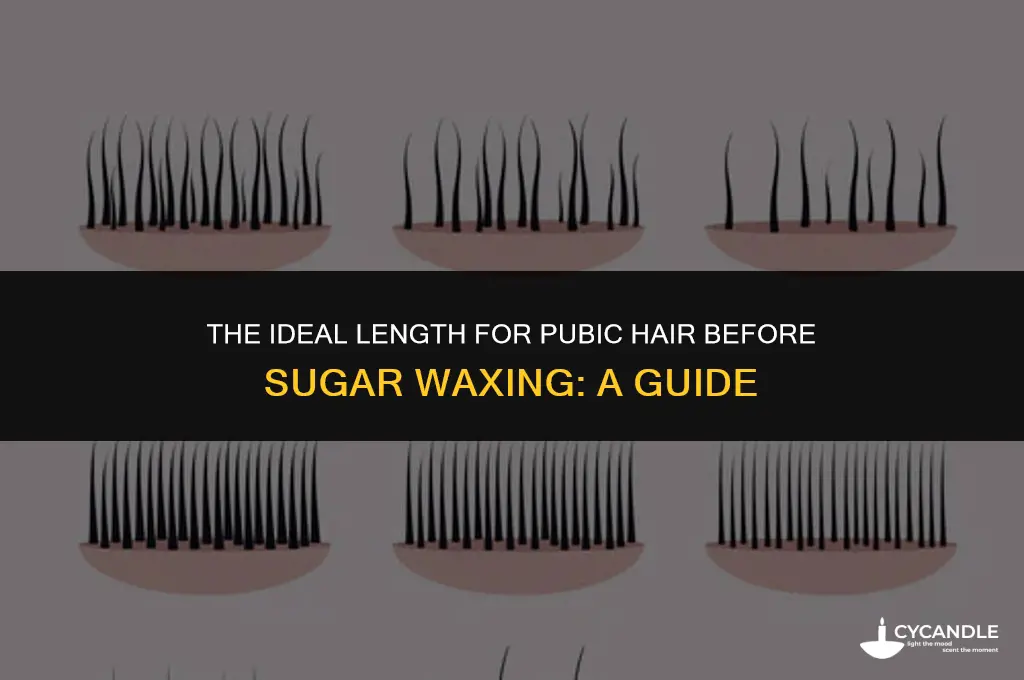 how long do pubes need to be for sugar wax