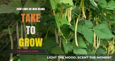 From Seed to Harvest: The Growth Timeline of Wax Beans