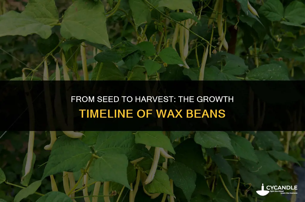 how long do wax beans take to grow