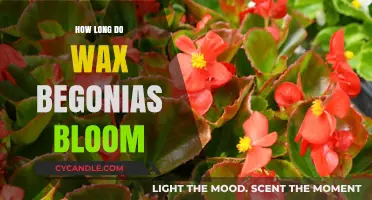 Maximizing Beauty: The Blooming Period of Wax Begonias Explained
