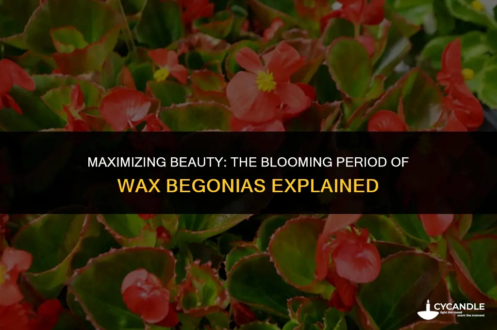 how long do wax begonias bloom