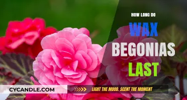 Maximizing Beauty: The Lifespan of Wax Begonias Explained