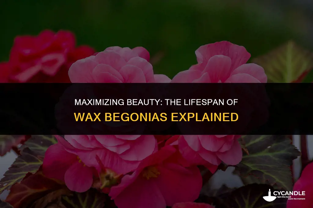 how long do wax begonias last