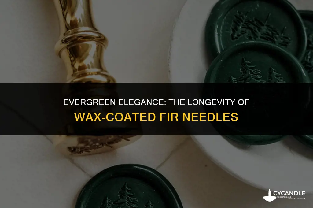 how long do wax coated fir needles last