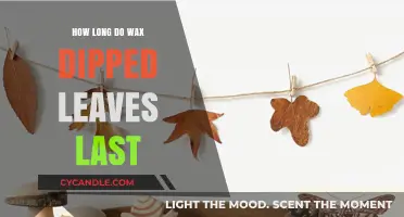 Preserving Nature's Beauty: The Lifespan of Wax-Dipped Leaves