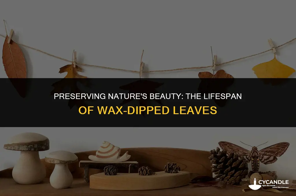 how long do wax dipped leaves last