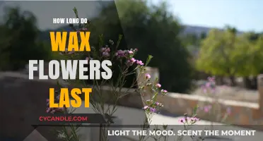 Eternal Blooms: Unveiling the Longevity of Wax Flowers