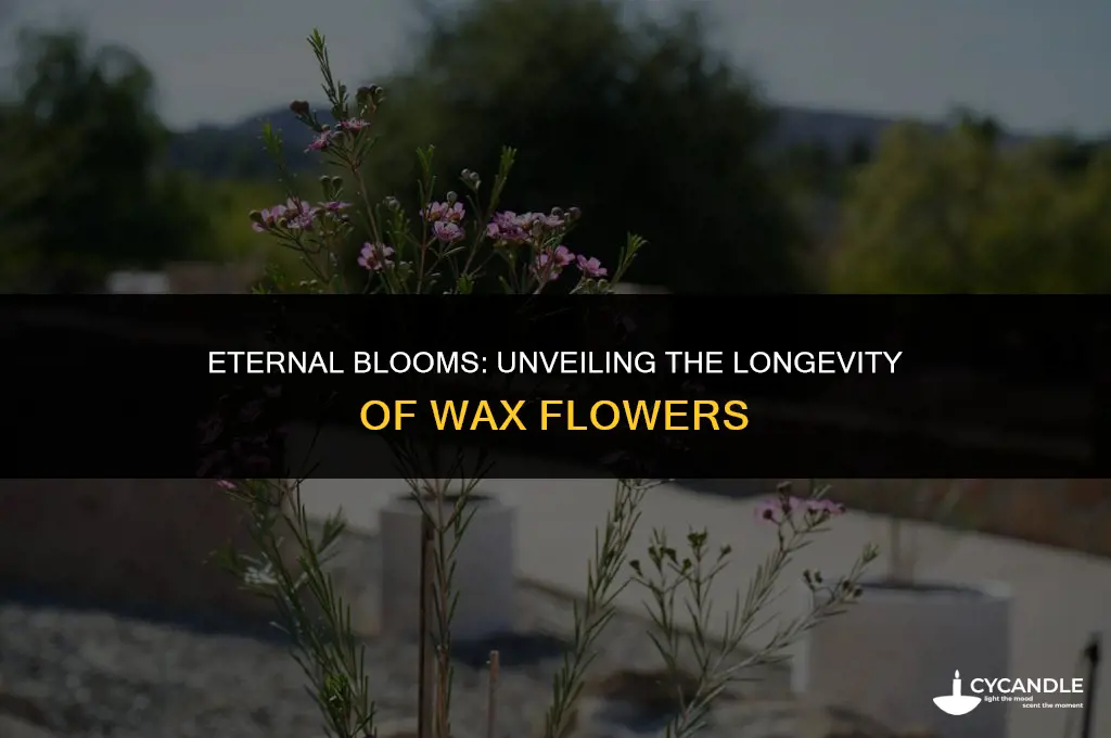 how long do wax flowers last