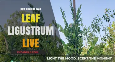 Lifespan of Wax Leaf Ligustrum: A Comprehensive Guide