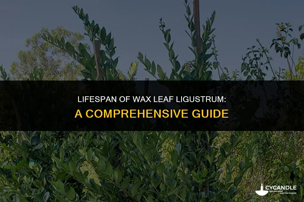 how long do wax leaf ligustrum live
