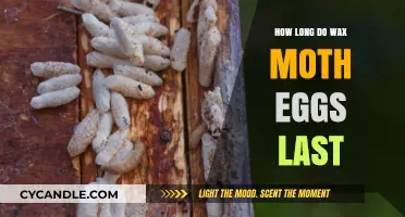 The Lifespan of Wax Moth Eggs: A Comprehensive Guide