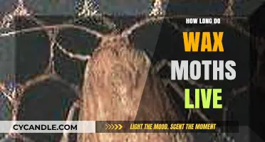 Unveiling the Lifespan Mystery of Wax Moths: A Comprehensive Guide