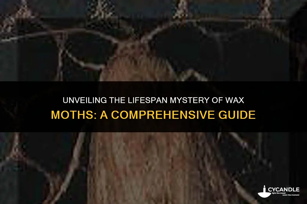 how long do wax moths live