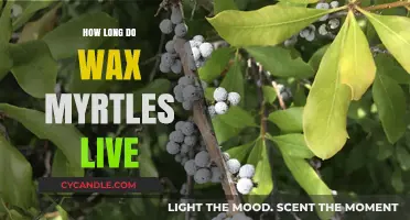 Unveiling the Lifespan of Wax Myrtles: A Comprehensive Guide