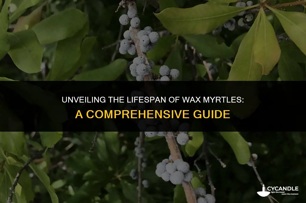 how long do wax myrtles live