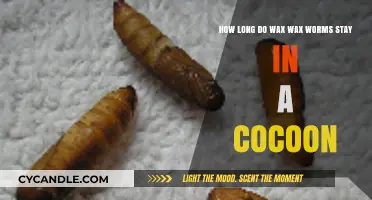 Transforming Tiny Critters: The Cocoon Stage of Wax Worms