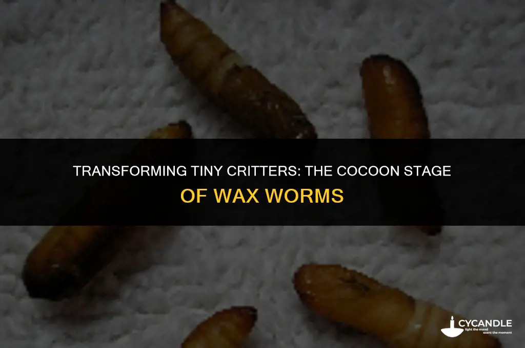 how long do wax wax worms stay in a cocoon
